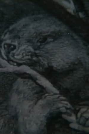Beaver Report