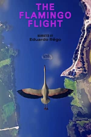 O Voo do Flamingo