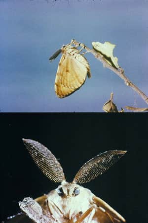 La lagarta