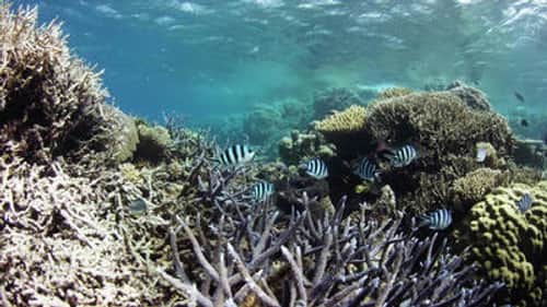 Living Reef