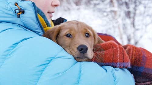 Fresh puppie owners