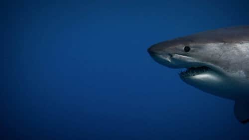 Secrets of the Killer Mega Shark