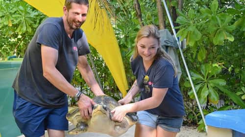 Do You Have Room for a Turtle?