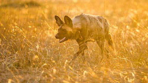 Living with Predators (Conservation)