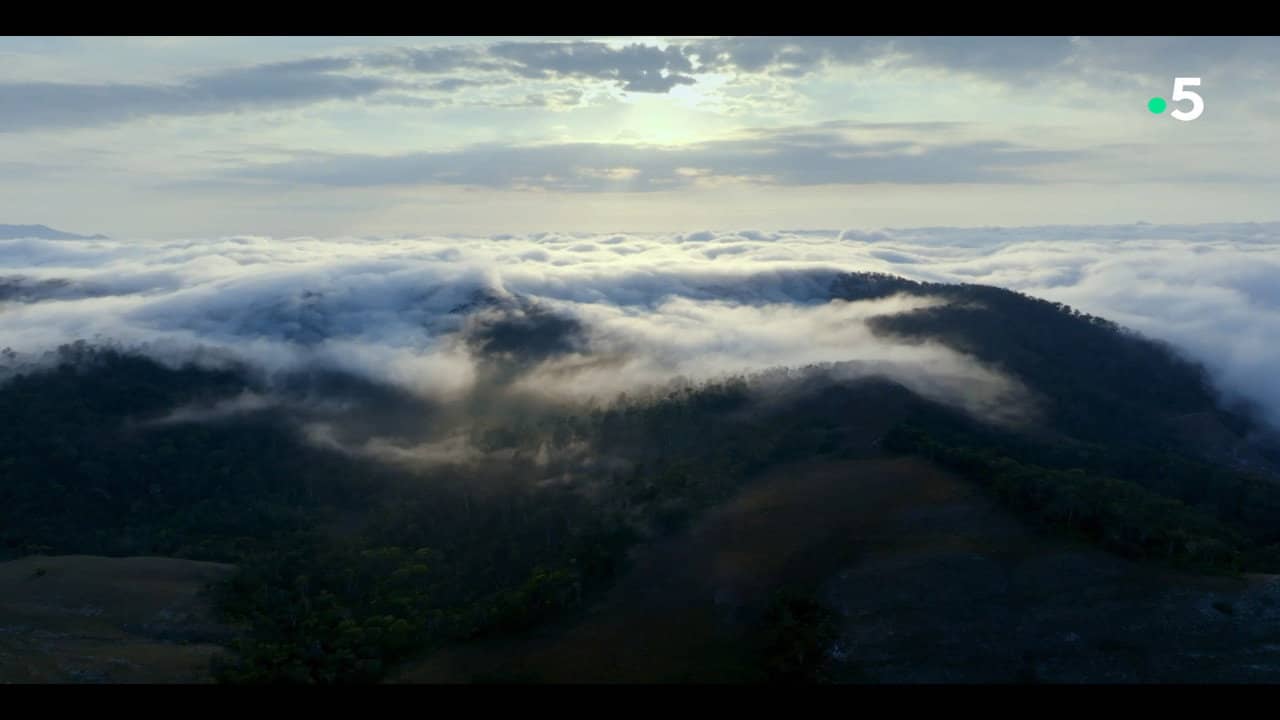 Ivohiboro, The Lost Forest backdrop