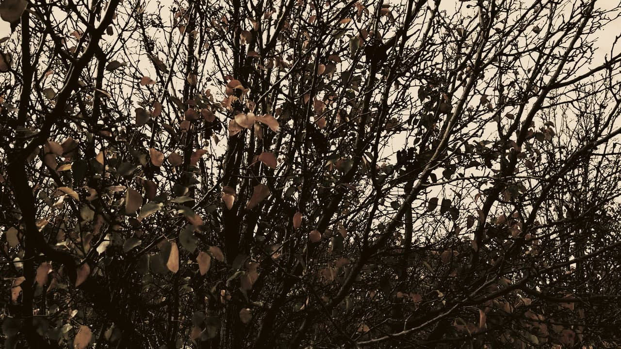 Meshes of an Autumn Afternoon backdrop