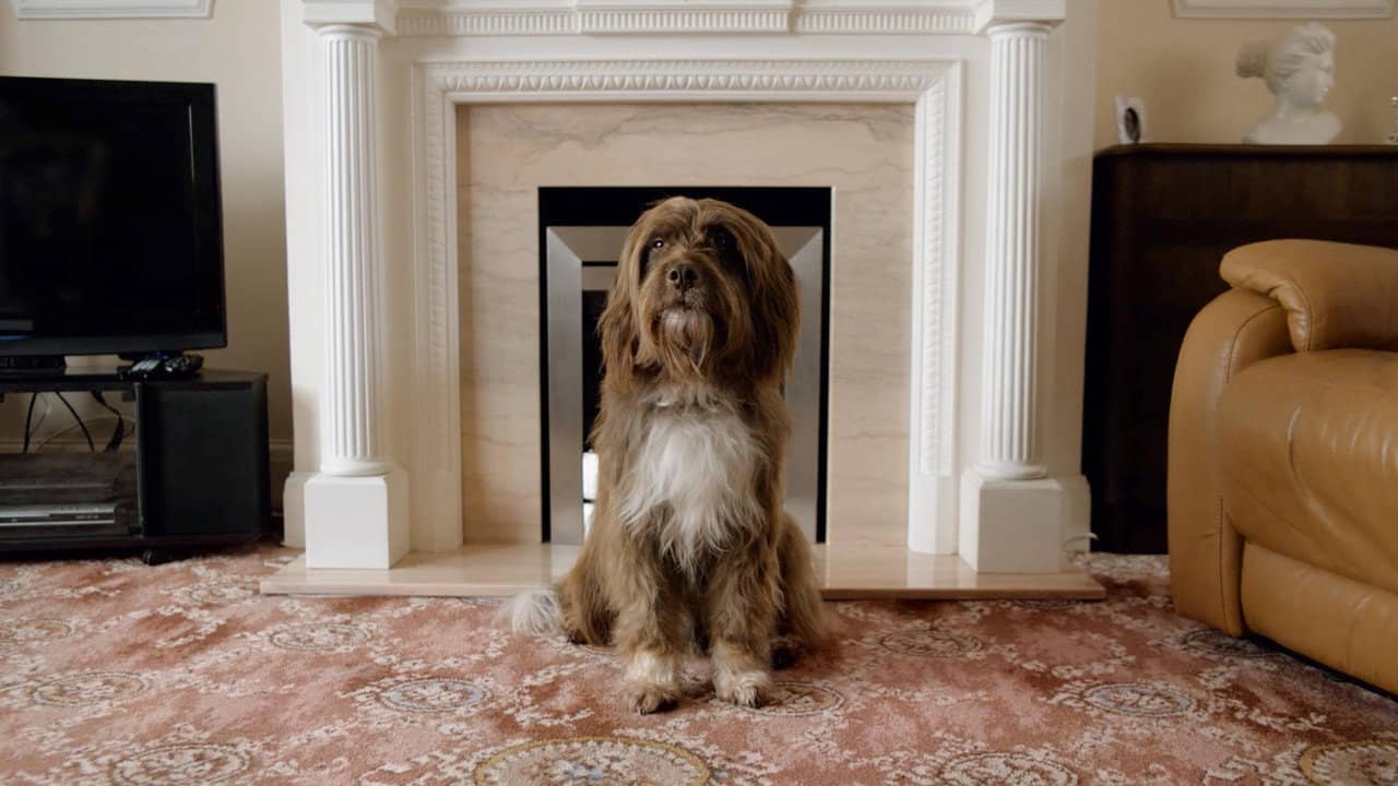 The Dog with the Woman backdrop