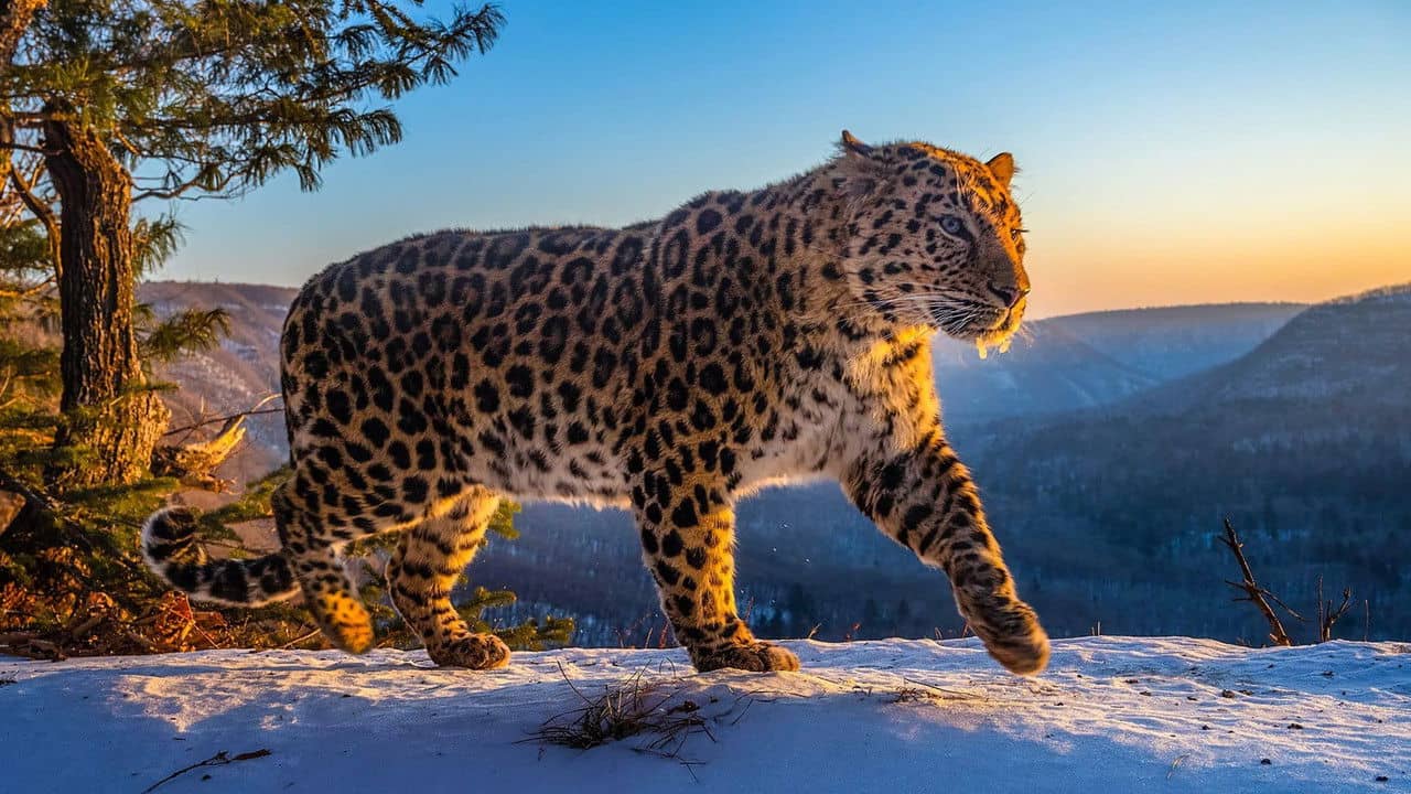 Frozen Planet II backdrop