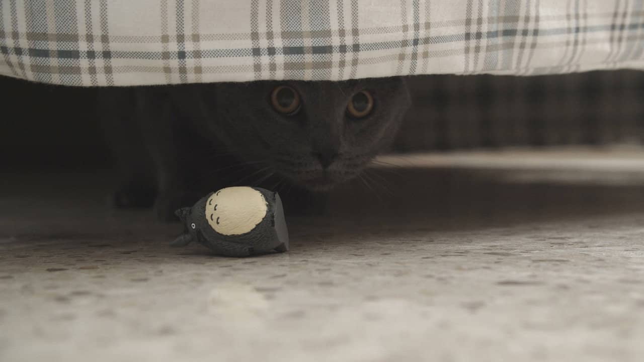 Nibbler backdrop