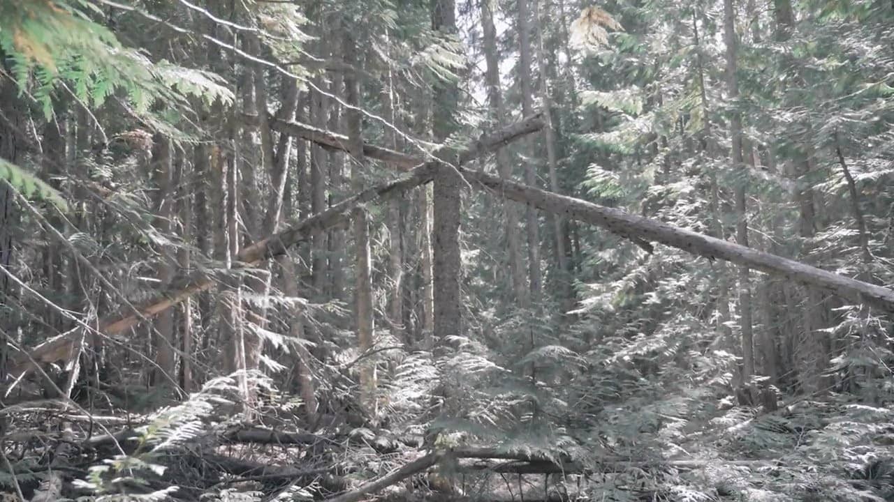 Bigfoot Encounters in the Pacific Northwest backdrop