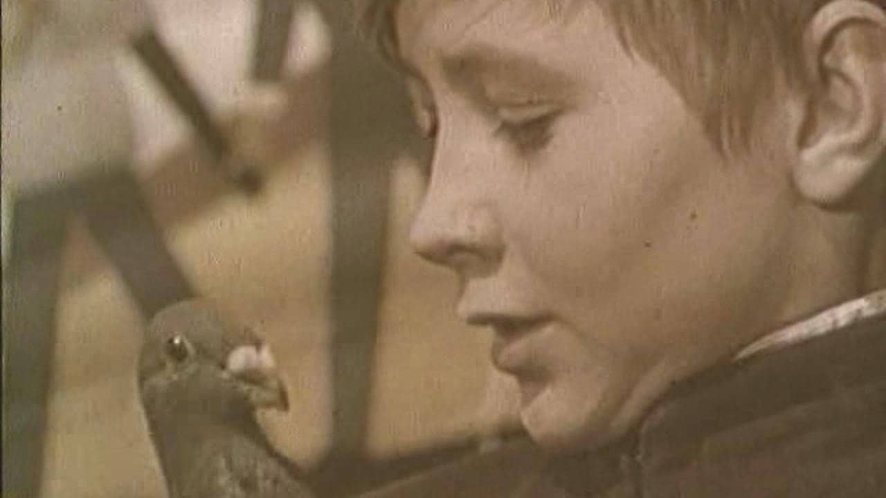 The Boy and the Pigeon backdrop