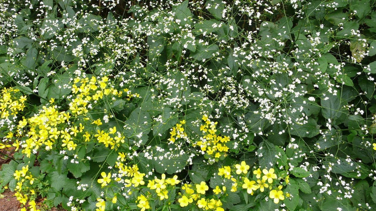 Carol Klein's Plant Odysseys backdrop