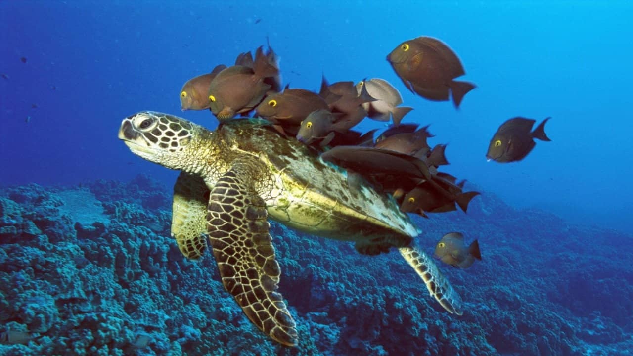 The Jacques Cousteau Odyssey backdrop