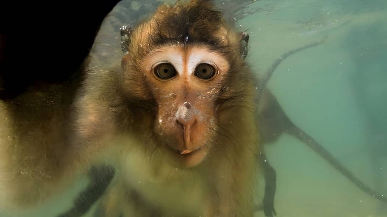 Les singes qui voulaient voir la mer backdrop