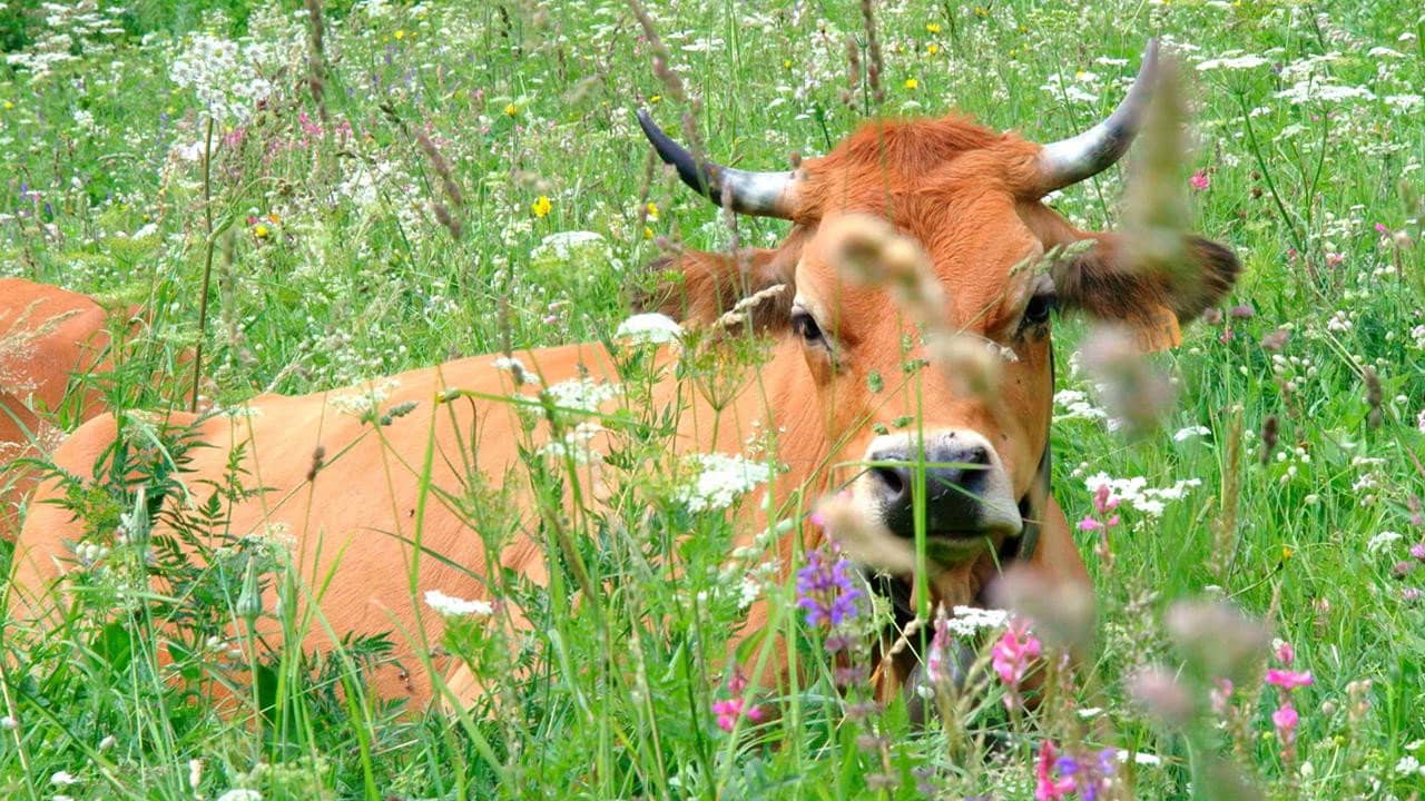 Once Upon a Cow backdrop
