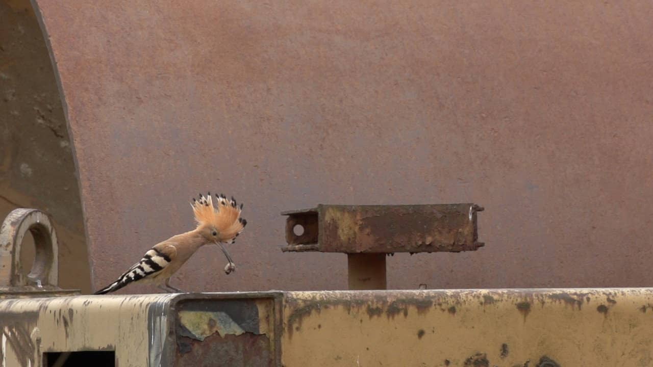 Forbidden Zone - Wildlife on the Battlefield backdrop