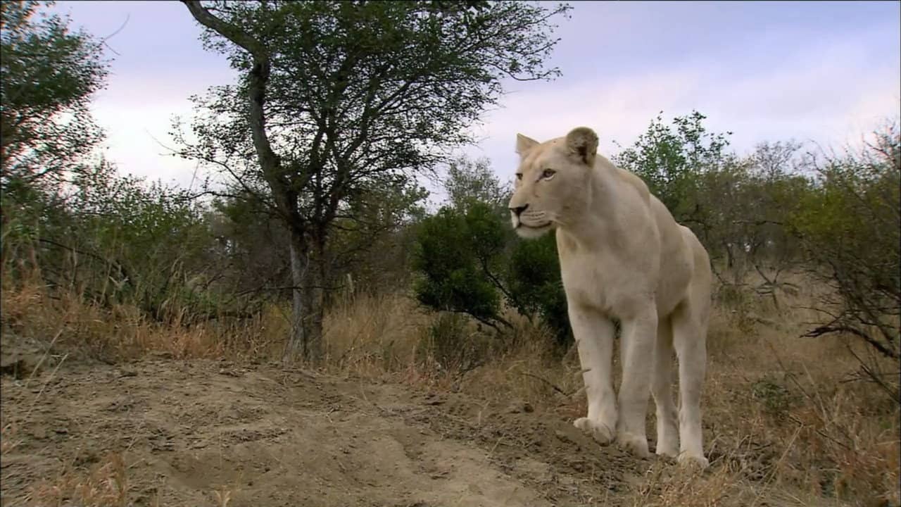 The White Lions backdrop