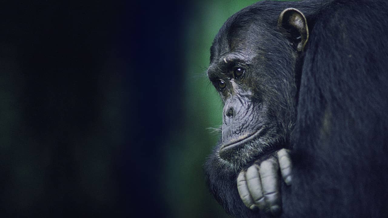 Kingdom of the Apes: Battle Lines backdrop