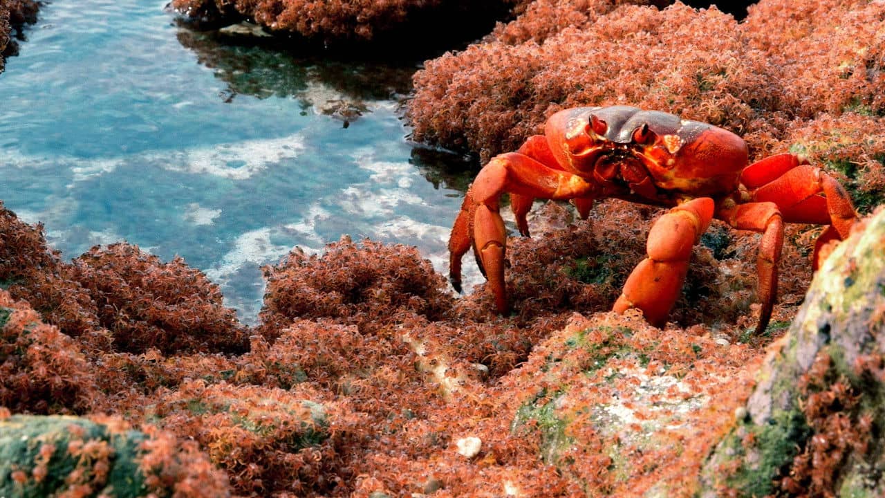 The Giant Robber Crab backdrop