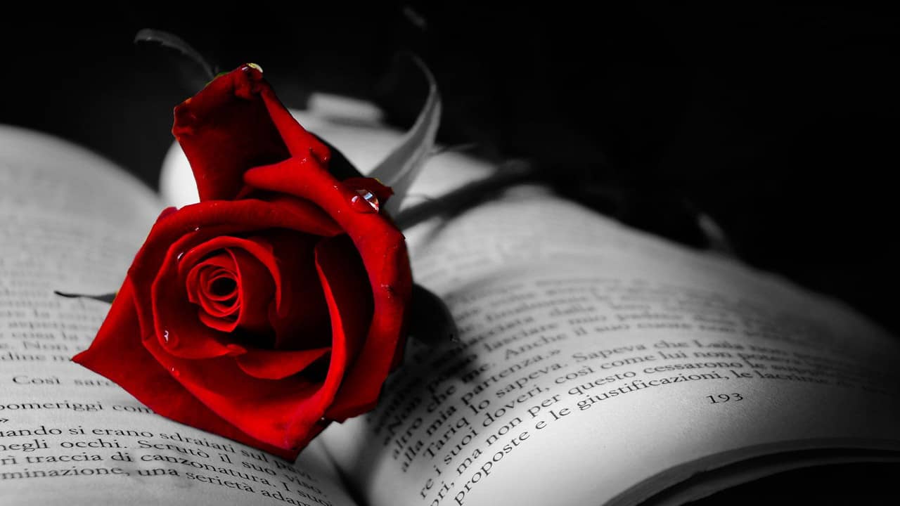 Red Rose backdrop