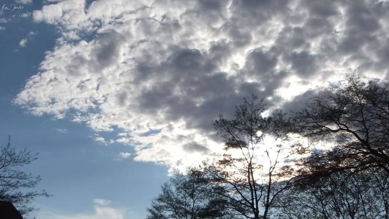 Clouds and Trees backdrop
