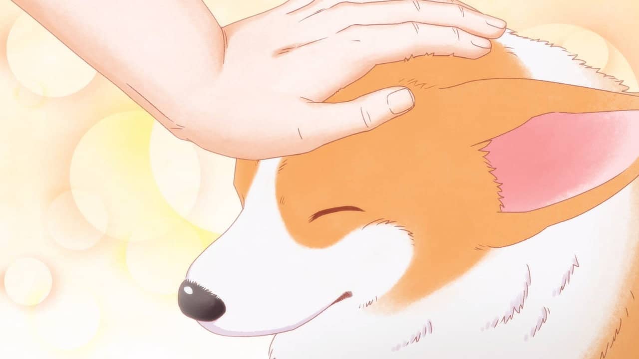 The Corgi and the Samurai backdrop