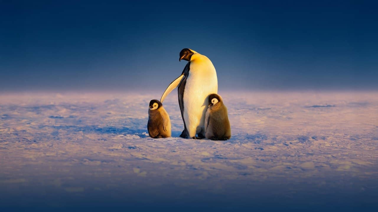 Secrets of the Penguins backdrop