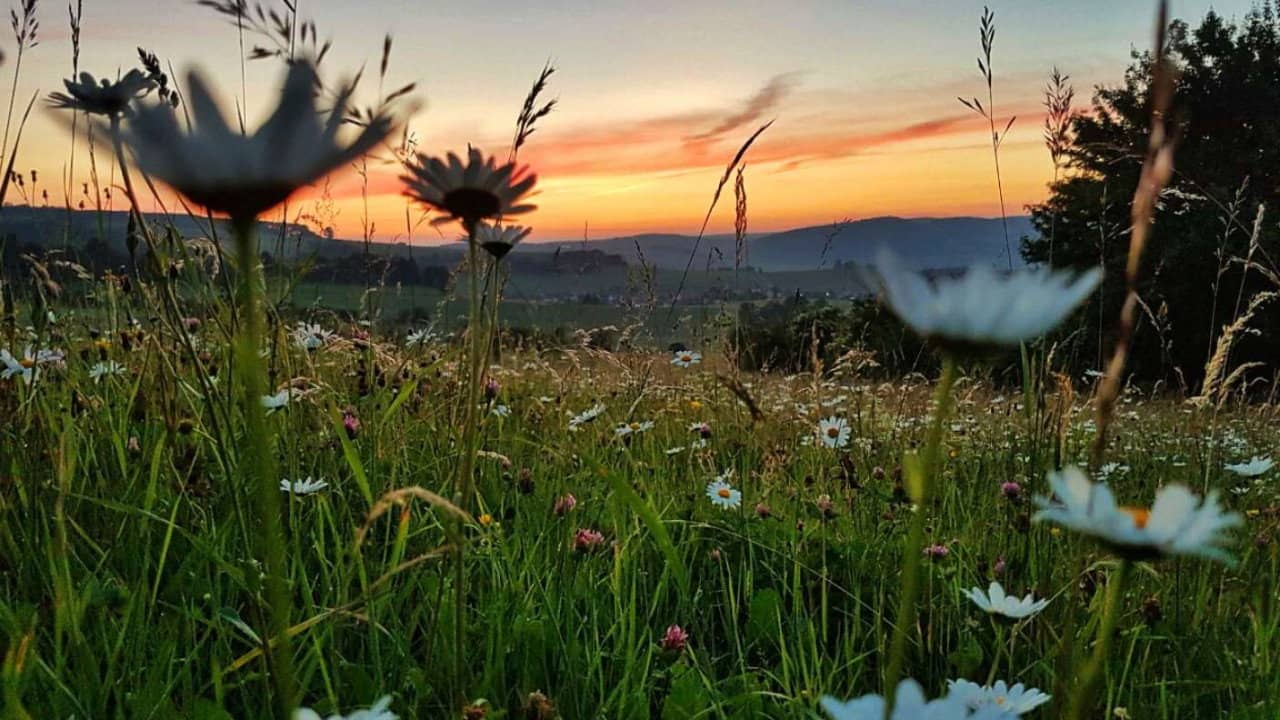 Die Wiese: Ein Paradies nebenan backdrop