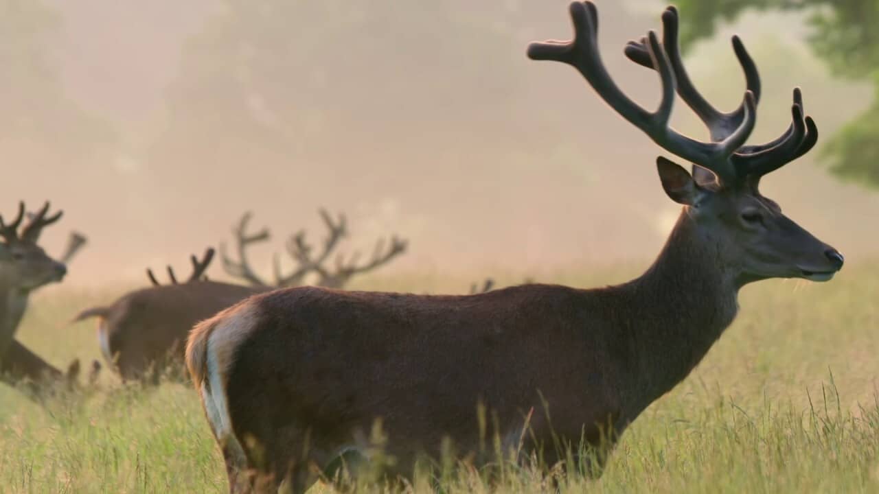 Richmond Park National Nature Reserve backdrop