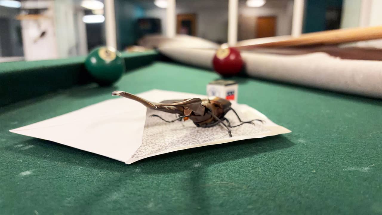 Bug Behind Schedule backdrop