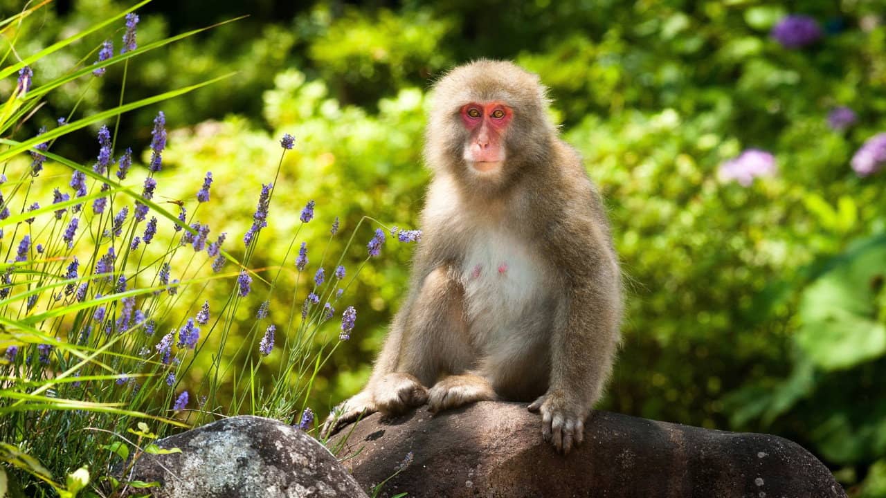 Japan: Earth's Enchanted Islands backdrop