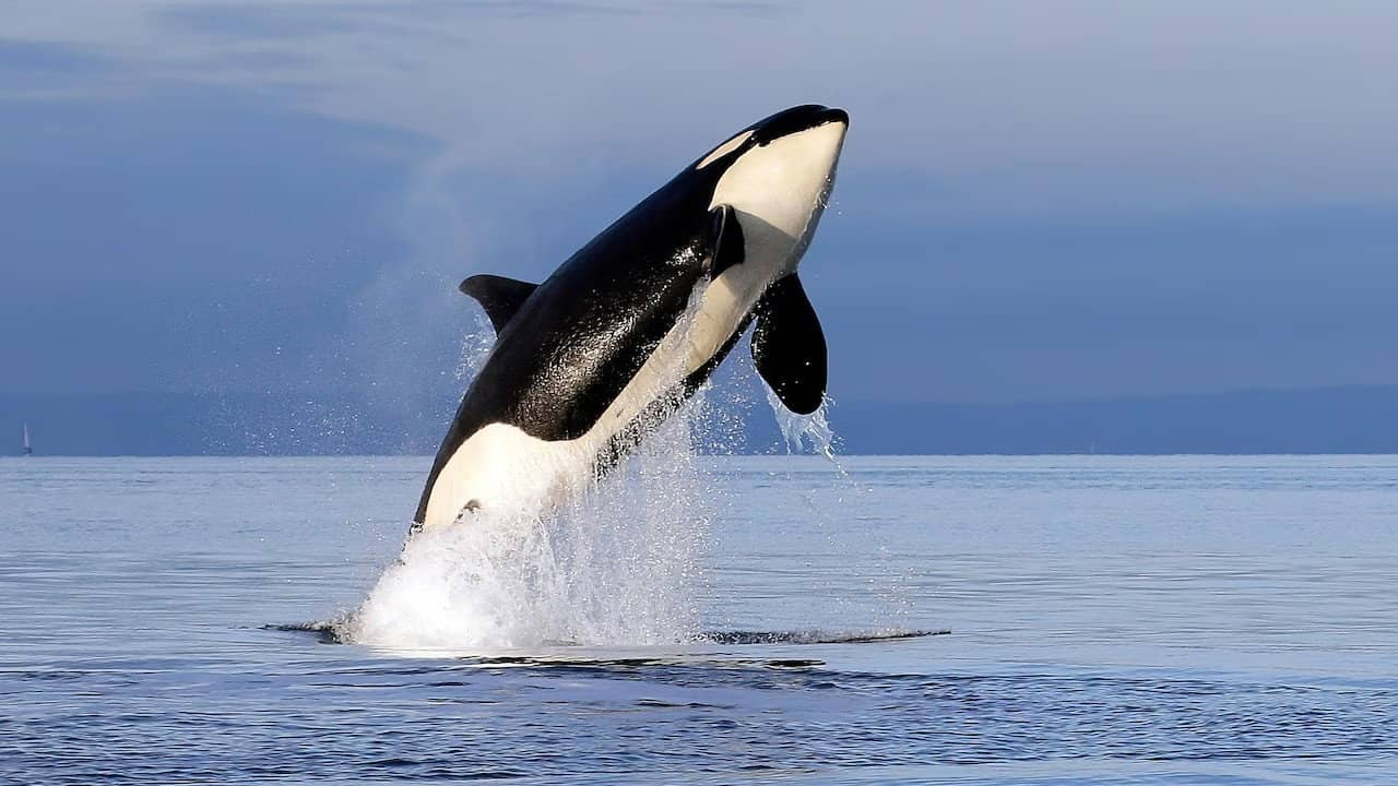 Orcas - Herrscher der Meere backdrop