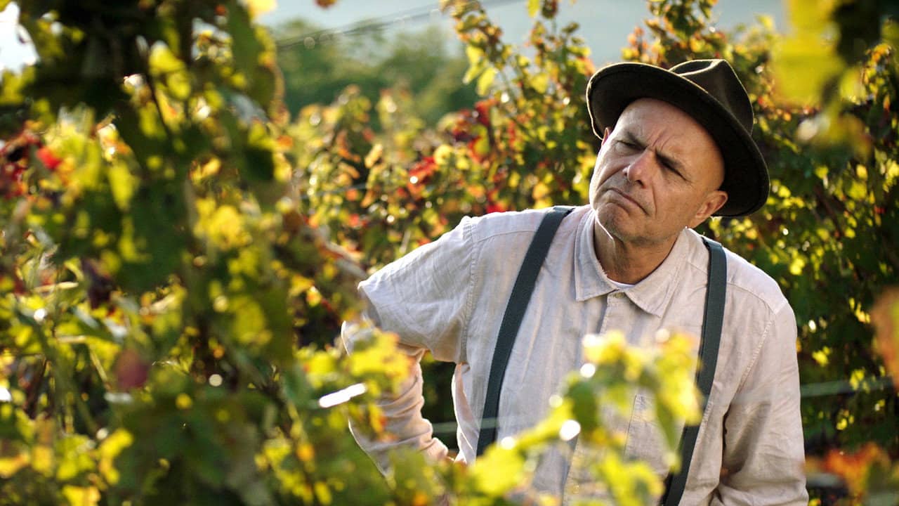 From the Vine backdrop