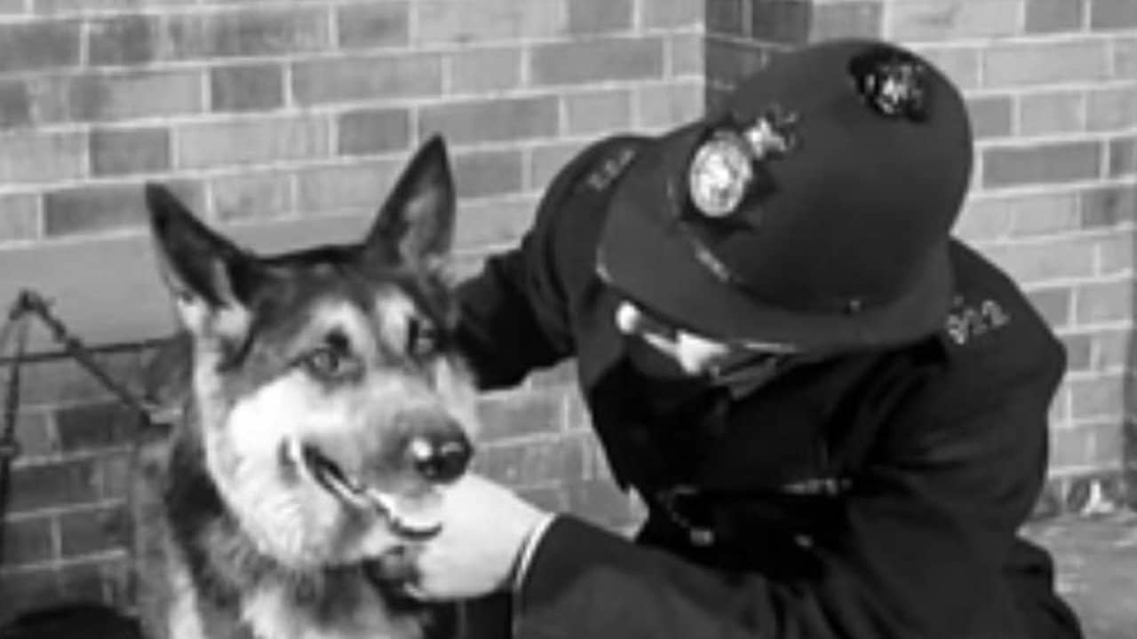 Police Dog backdrop