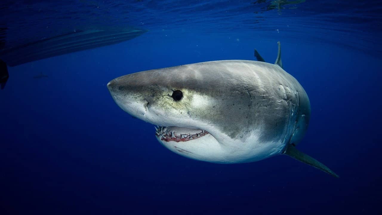 Great White vs Tiger Shark backdrop