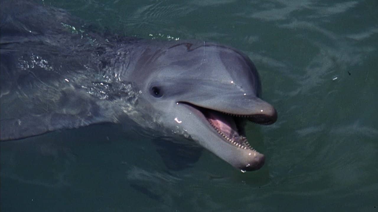Flipper backdrop
