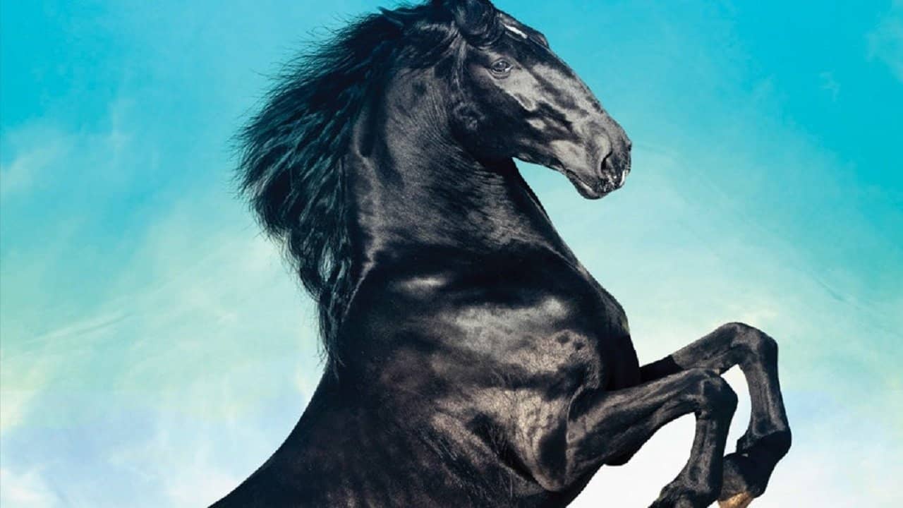 Black Beauty backdrop
