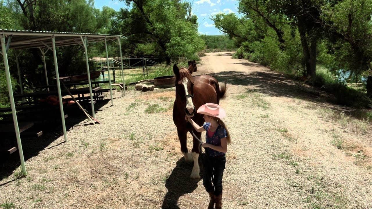 A Horse Story backdrop