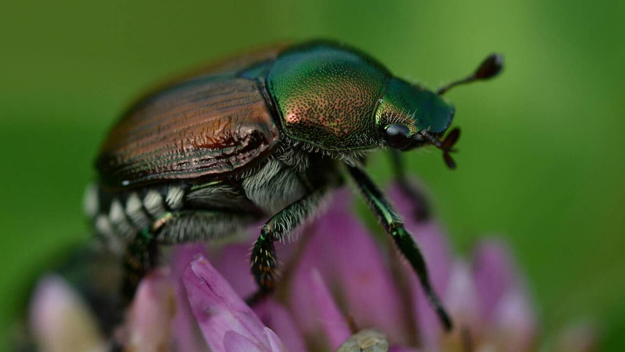 Fabulous Insects - Beetles backdrop