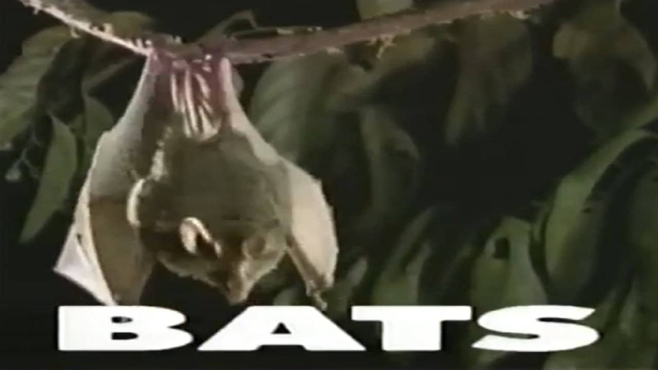 Predators of the Wild: Bats backdrop