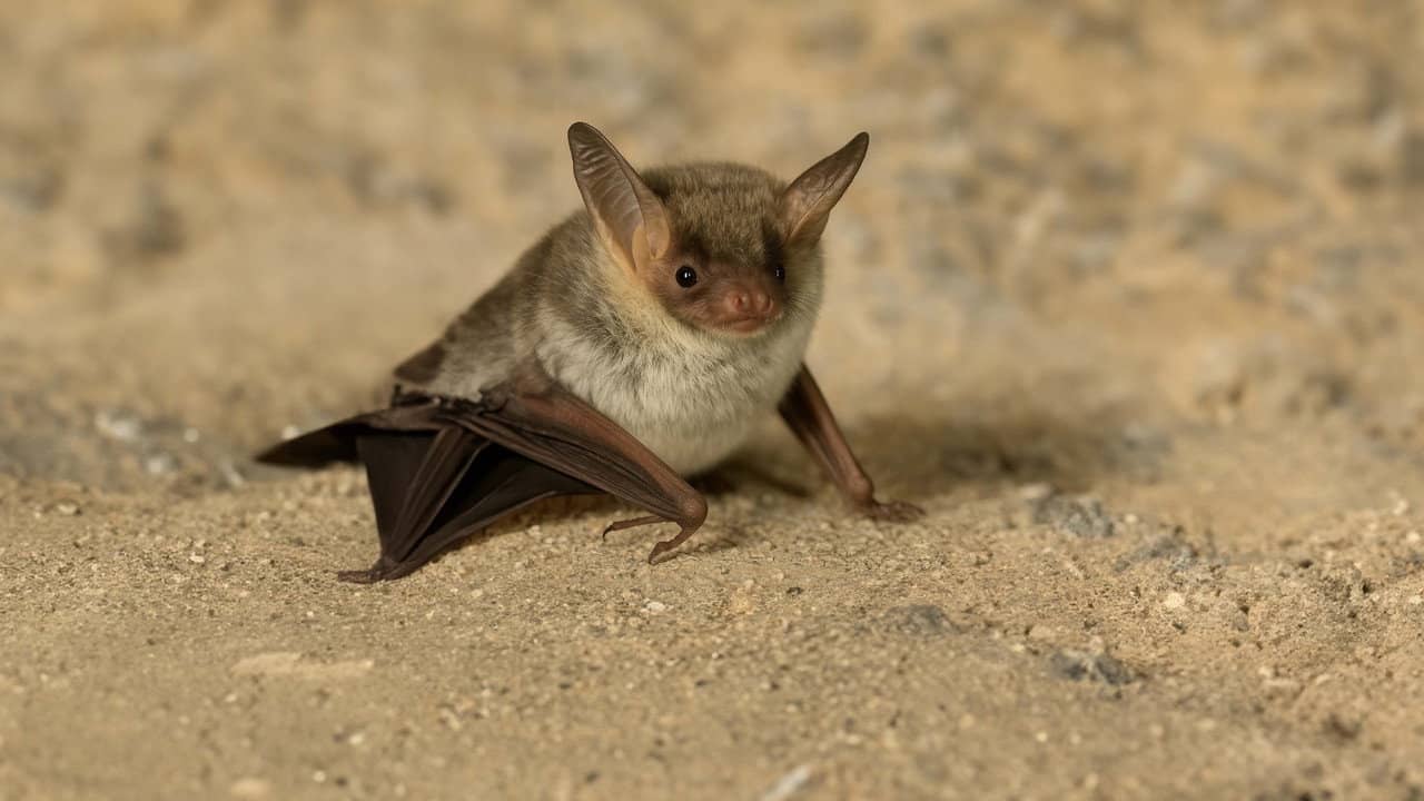 The Secret Life of Bats backdrop