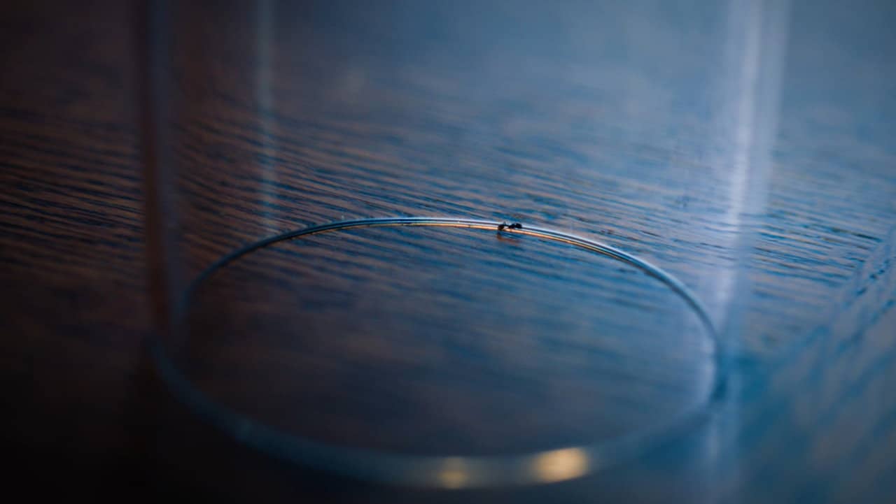 The Ant backdrop