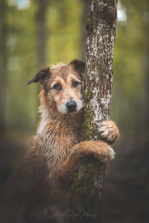 Kodi