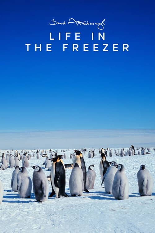Life in the Freezer