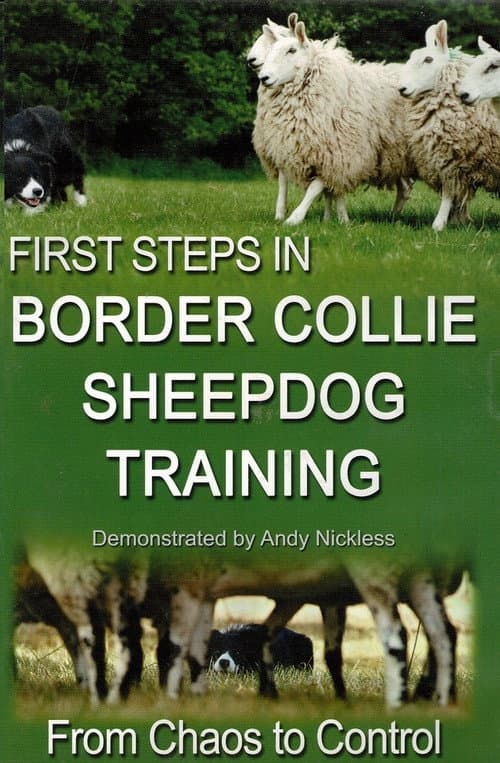 First Step in Border Collie sheepdog Training Season 1 poster