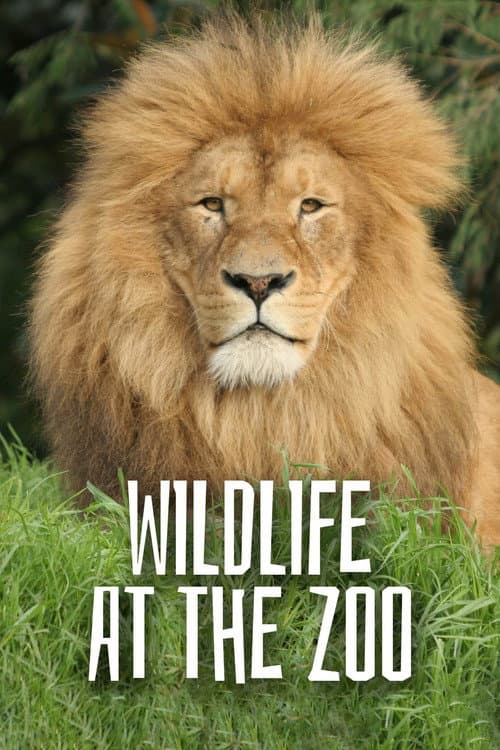 Wild Life At The Zoo Season 2 poster