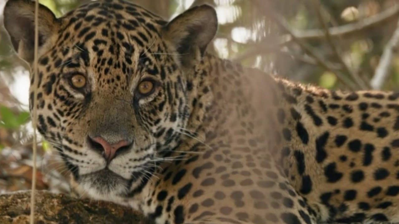 Au nom des jaguars backdrop