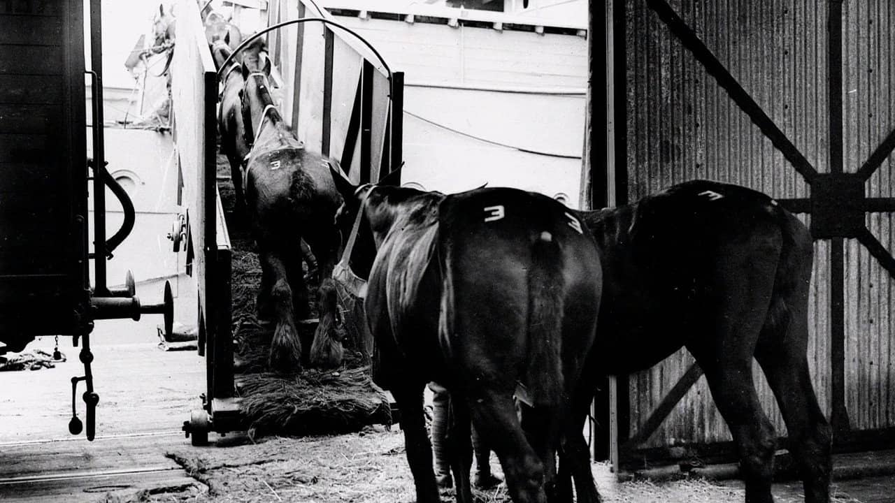 Clydesdale: Saving the Greatest Horse backdrop