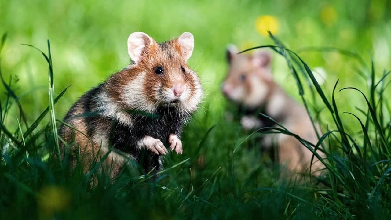 Geheimnisvolle Parktiere - Wildes Leben in der Stadt backdrop