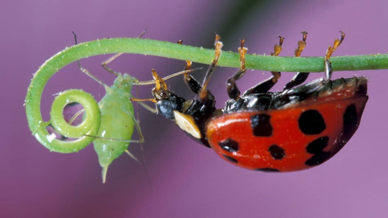 Insect Worlds backdrop
